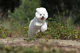 BICHON FRISE 349